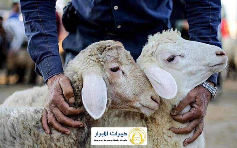 گوسفند ذبح شده - کمک به خیریه خیرات الابرار